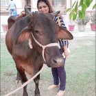 arpit-with-cow